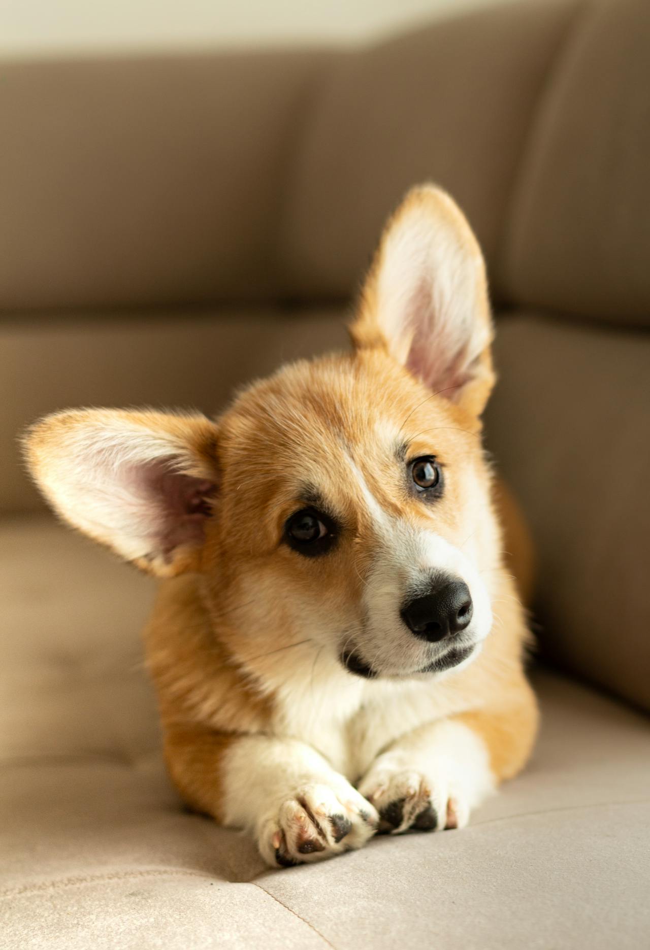 Pet Care